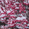 紅梅に雪