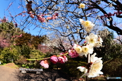 源平咲き