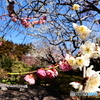 源平咲き