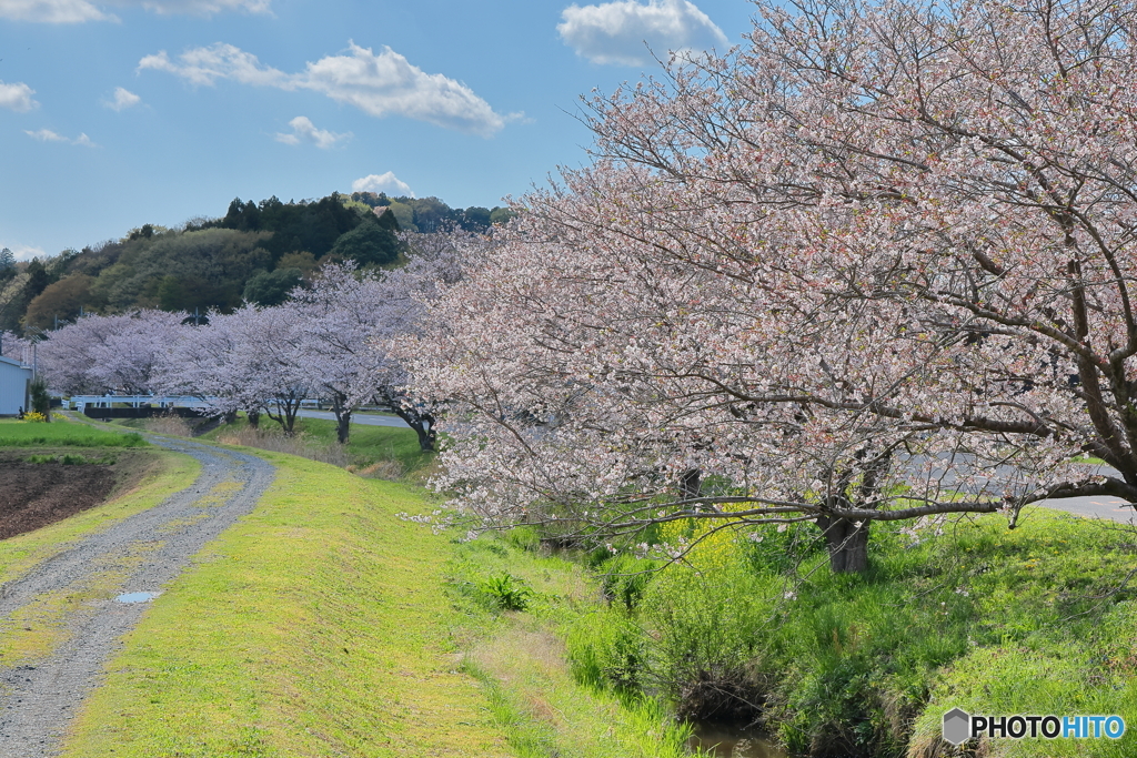 那珂導水路の桜並木