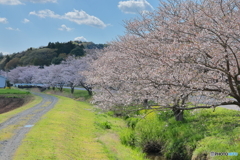 那珂導水路の桜並木