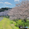 那珂導水路の桜並木