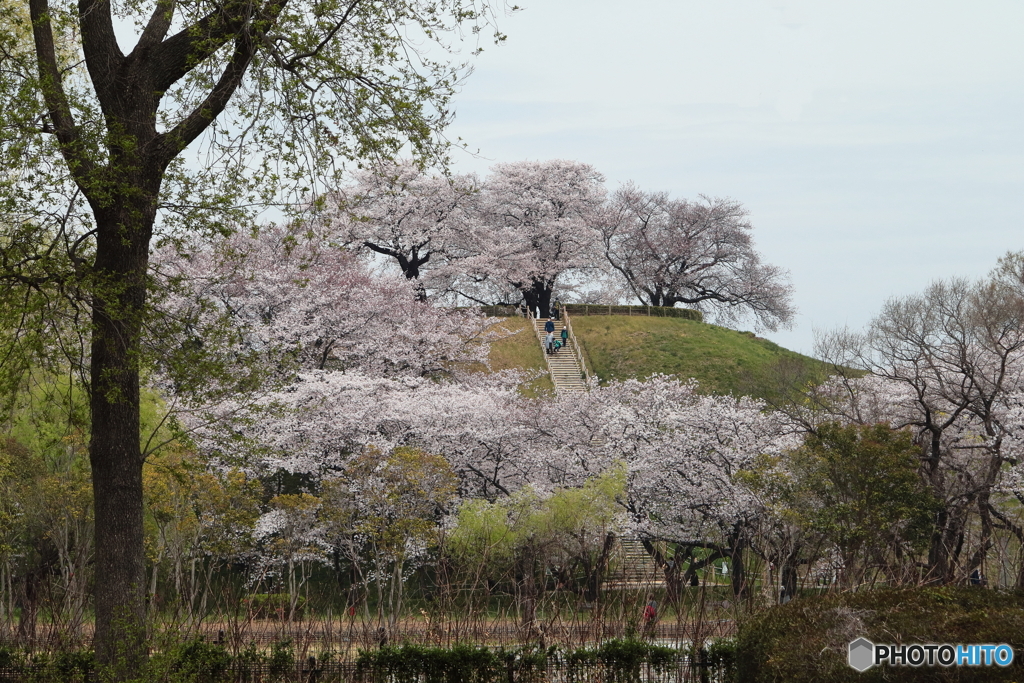 てっぺんの桜