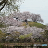 てっぺんの桜