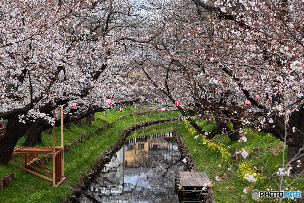 10年目の誉桜