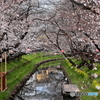 10年目の誉桜