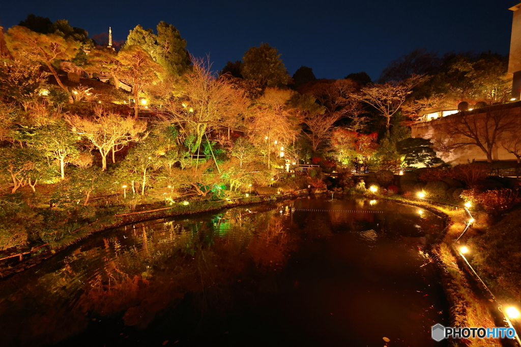 紅葉の池・ライトアップ