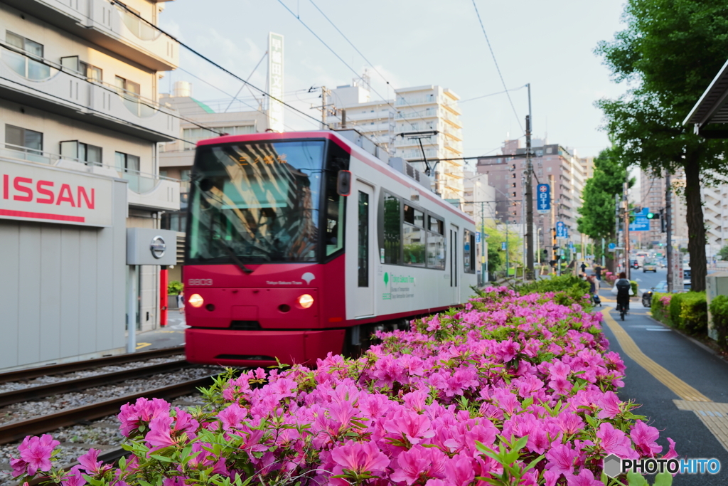 東京つつじトラム②