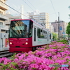 東京つつじトラム②