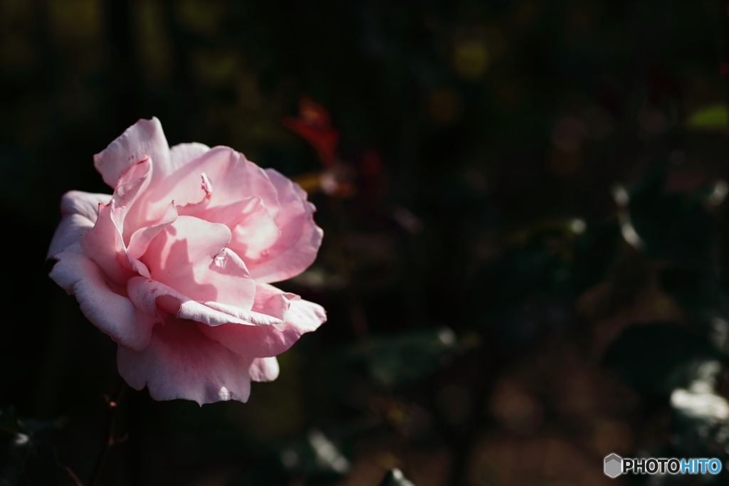 薔薇の季節　３