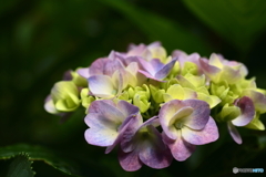 淡色の紫陽花
