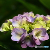 淡色の紫陽花