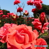 薔薇
