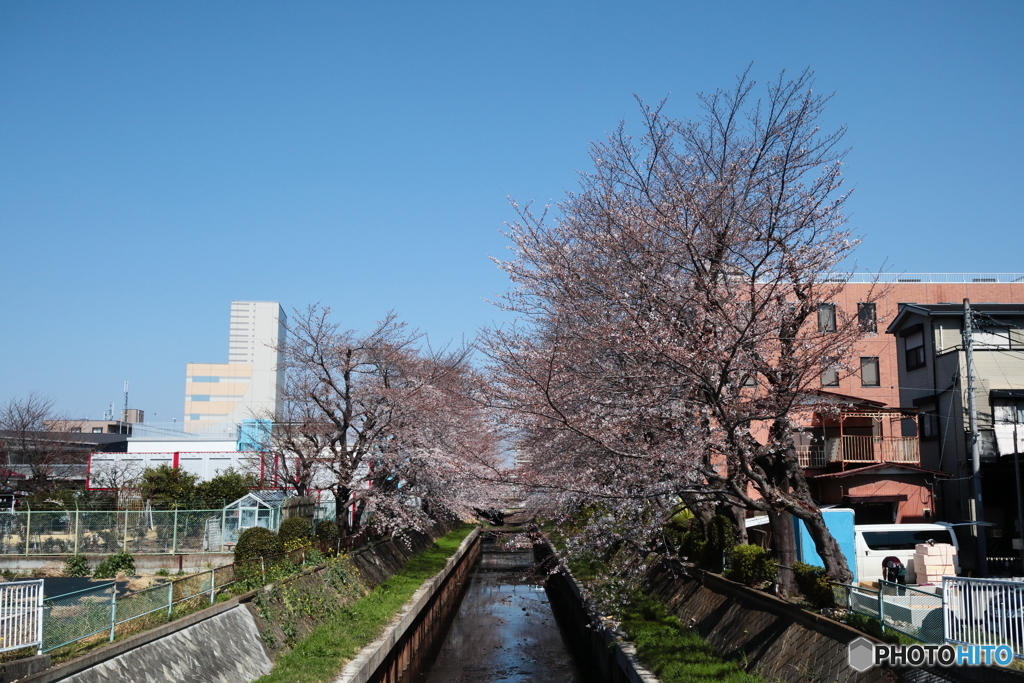 今年も桜は咲いている