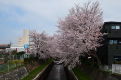 今年も桜は咲きました。