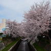 今年も桜は咲きました。