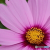 花の表情