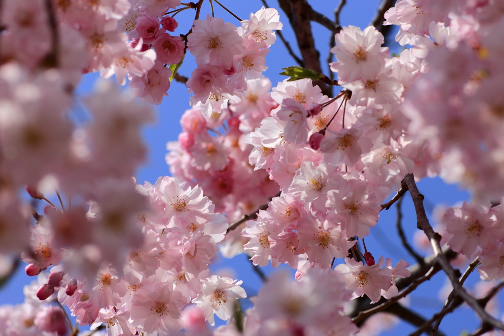 八重桜