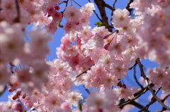 八重桜