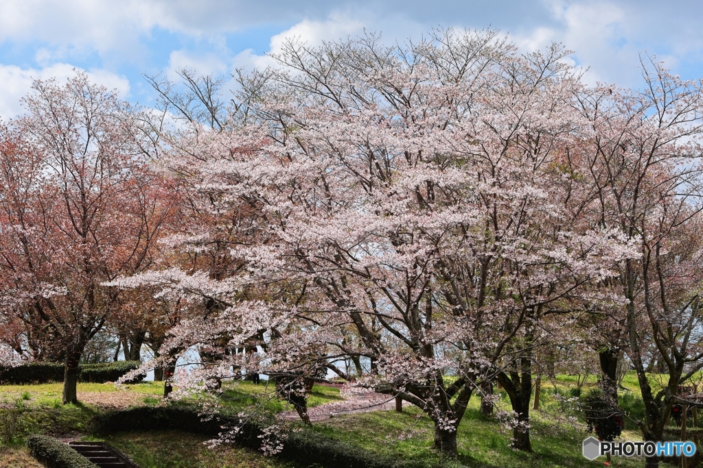磯部桜川公園