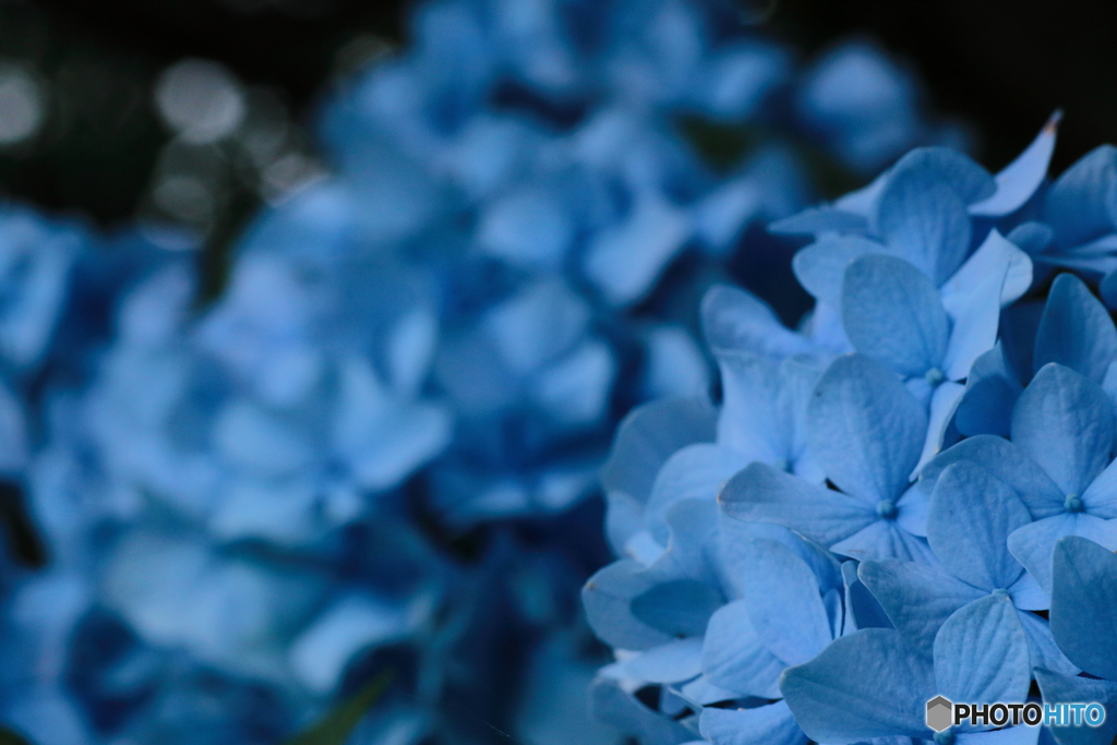 紫陽花の季節