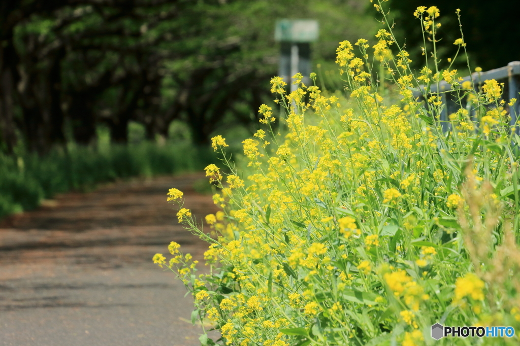 路傍の花