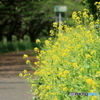 路傍の花