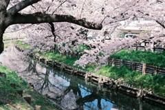 咲き誇る桜