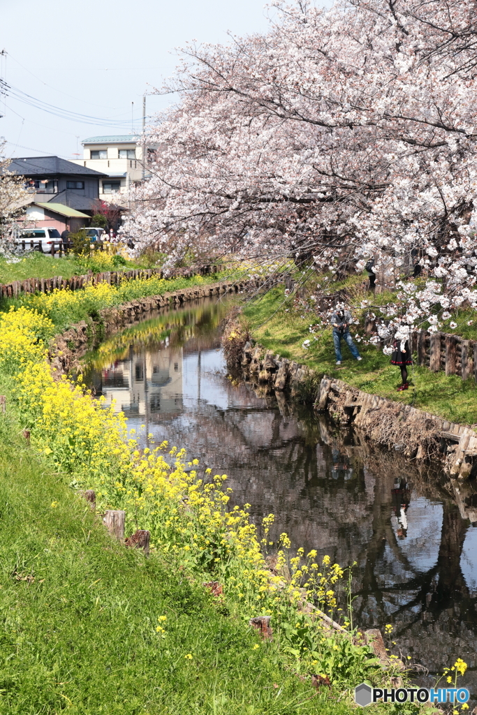 春の小川～This is SPRING in Japan.