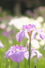染谷花しょうぶ園
