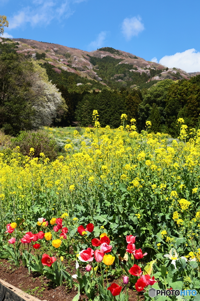 山桜・菜の花・チューリップ