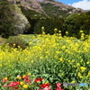山桜・菜の花・チューリップ