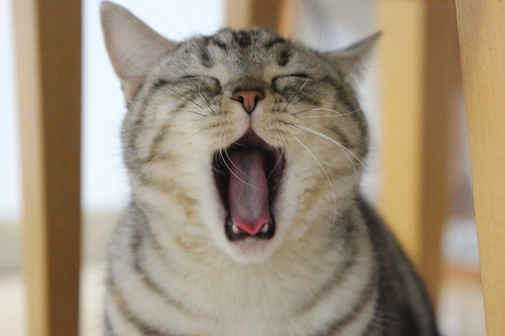 あくび