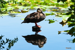 カルガモのお立ち台