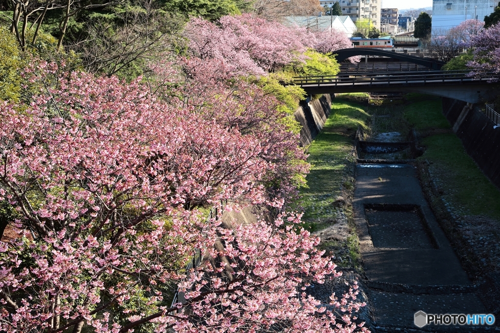 桜並木（１日１鉄！風）