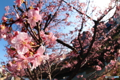 河津桜，咲く