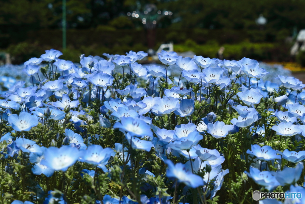 青い花畑