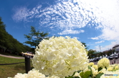 青空と紫陽花