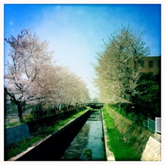 川べりの桜