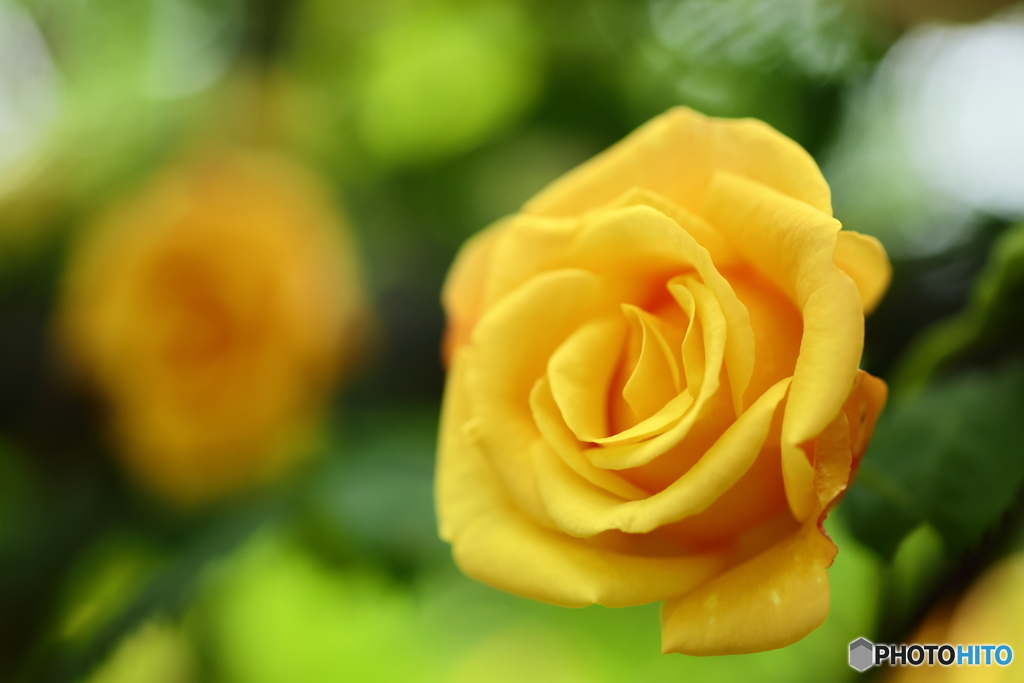 Yellow Rose