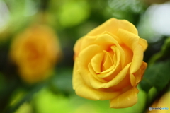 Yellow Rose