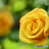 Yellow Rose