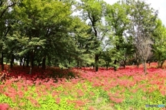 曼殊沙華公園