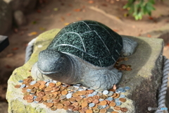 幸運の亀さん