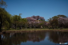 今年の桜は，おしまい