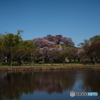 今年の桜は，おしまい