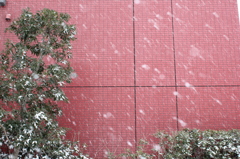 雪の降る日2014