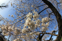 青空と桜