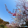 青空と梅