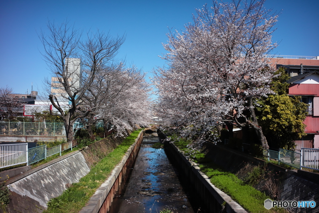 それでも桜は咲いている